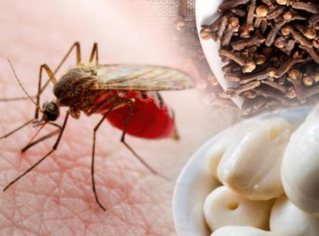 Odada uçup uçup saklanan sineği avlıyor! Azıcık deodorant yeter, saniye sürecek