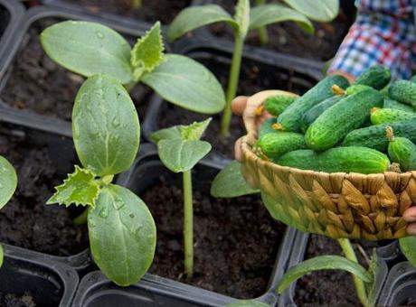 Hazır fide almadan yetiştiriliyor! Balkonda kıtır kıtır salata, pet şişede sera etkisi