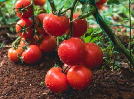 Domatesin yanına ekmezseniz coşuyor! Öylece bırakın, sonucu görün