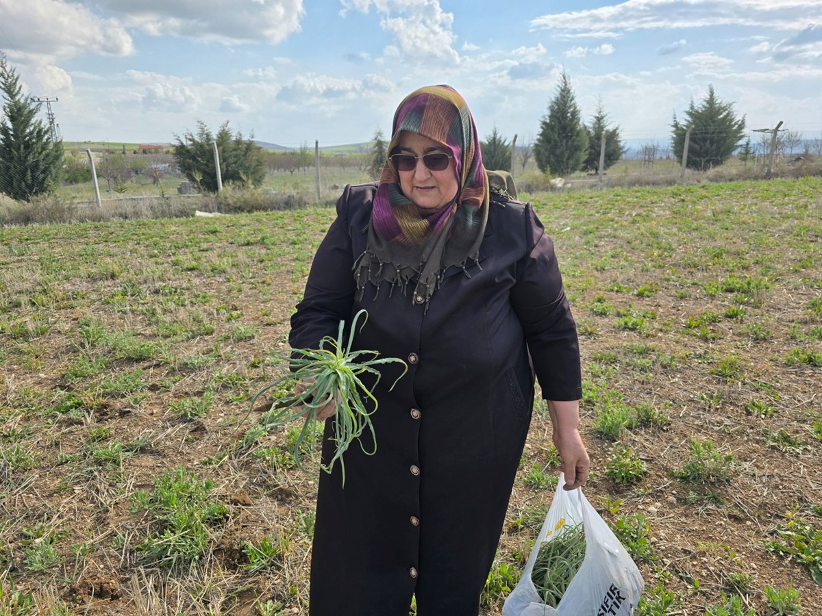 Kolesterol düşürücü özelliği varmış, ilkbaharda toplanıyor: Her yerde yetişen bitki