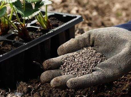 Bitkileri gübrelemenin en doğru zamanı! Besleyen yaşadı, solucan gibisi yok