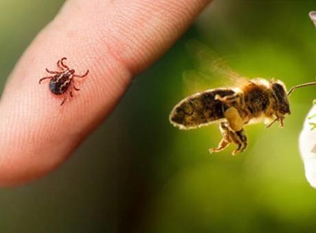 Keneye de arıya da kalkan! Önceden bilen yaşadı: İbn-i Sina’nın da sırrıymış