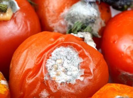 Çürüğü bile işe yarıyor! Domatesleri çöpe atmayın, çekirdeğini ayıran kazanıyor