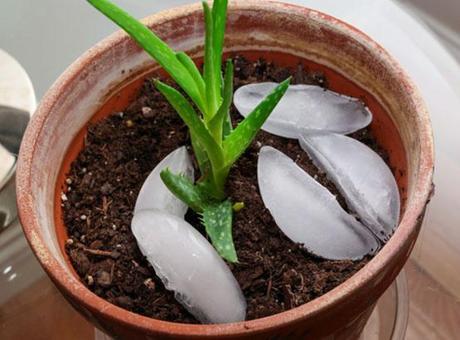 Evde aloe vera çoğaltmak çocuk işi ! Tek yaprakla yavruluyor, kimse bilmiyor