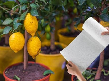 Havlu kağıtla evi limon bahçesine döndürün! 1 ayda fide verecek