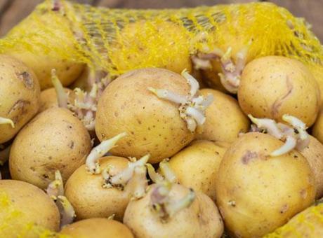 Patates filizlendi diye çöpe gitmesin! İşareti kabukta, tüketme şartı buymuş