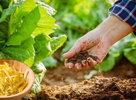 Toprak coşturan gübre! Limon kabuğunu bahçeye gömün, sonucu görün