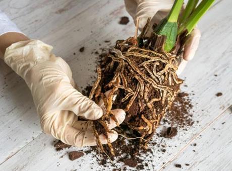 Orkideye hayat öpücüğü! Altına aloe vera koyun, köklenip 4 mevsim çiçek açıyor