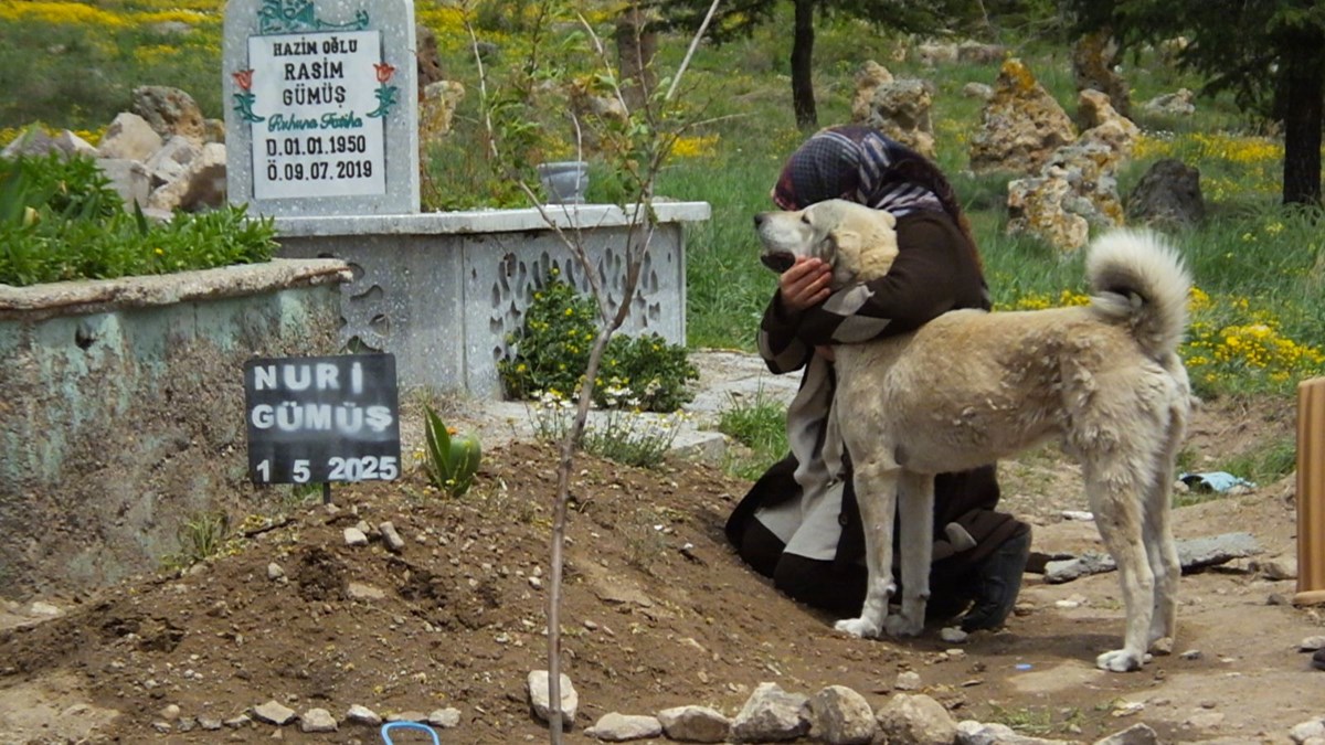 Garip adlı köpek, sahibinin mezarının başından ayrılmıyor: ”Sanki bize bir şeyler anlatıyor gibi”