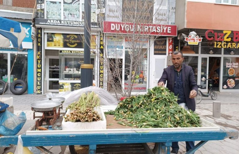 Yüksek rakımlı dağlardan toplanıyor: Şifalı ota halkın ilgisi büyük