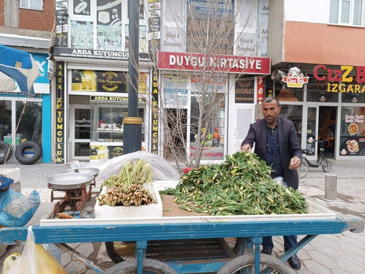 Yüksek rakımlı dağlardan toplanıyor: Şifalı ota halkın ilgisi büyük