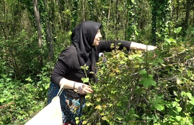 Toplaması zor yemesi kolay “yeşil altın”: Kan temizleyici özelliği varmış