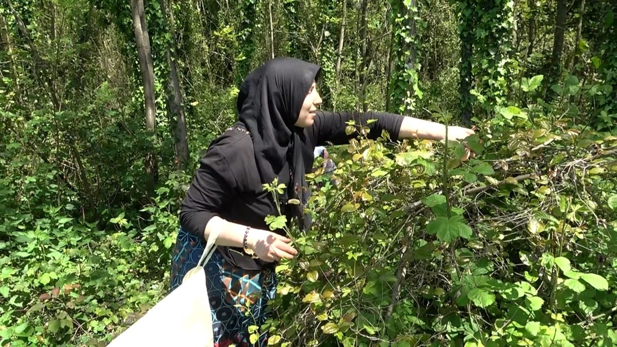 Toplaması zor yemesi kolay “yeşil altın”: Kan temizleyici özelliği varmış