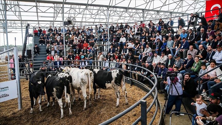 Buzağı desteği başvuruları için son gün ne zaman? (Buzağı desteği başvuru tarihleri)