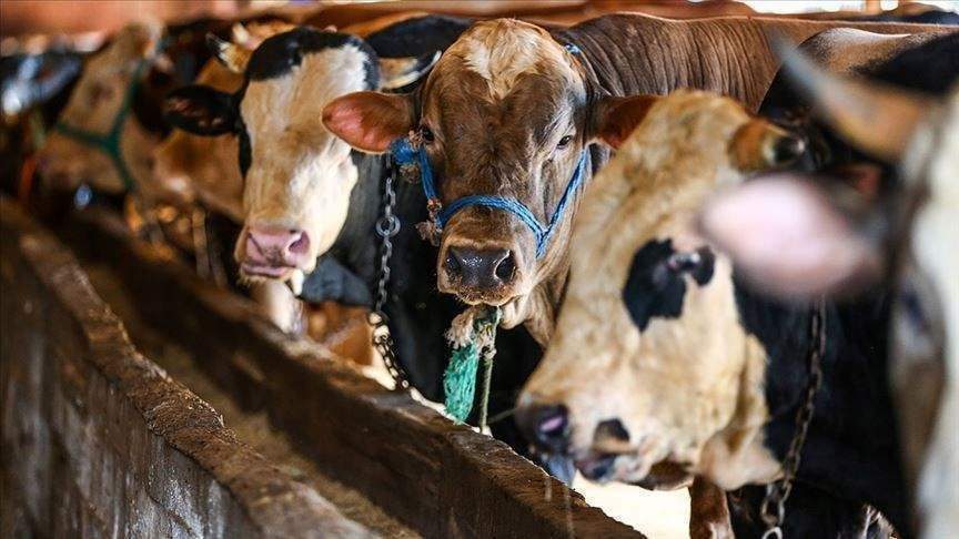 Kurban Bayramı ne zaman? Kurban Bayramı’na kaç gün kaldı?