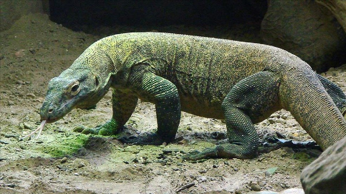 Komodo ejderinin saldırısında kolunu kaybeden çocuk Türkiye’ye getirilebilir