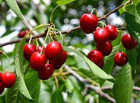 Kirazları kesmeye, çöpe atmaya son! Soğuk su yöntemi kurtçukları kaçırıyor