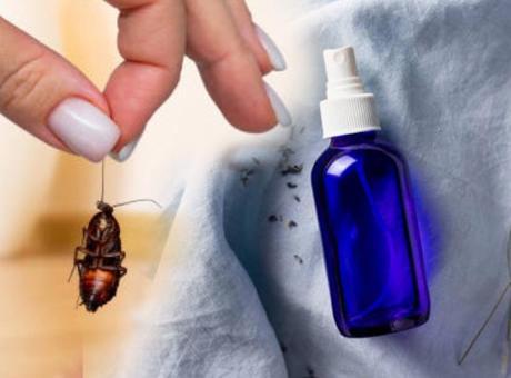 Ortada gezen hamam böceği kalmıyor! Tek damlası ilaca, spreye taş çıkartır