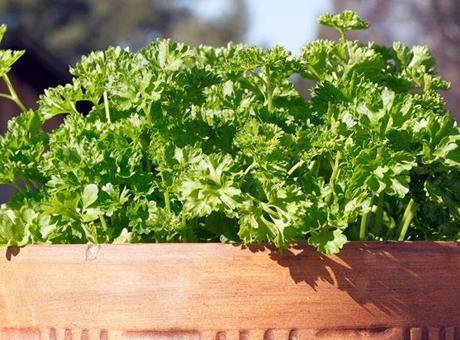 Marketten almaya son! Camın kenarında bile yetişiyor, demeti bedava