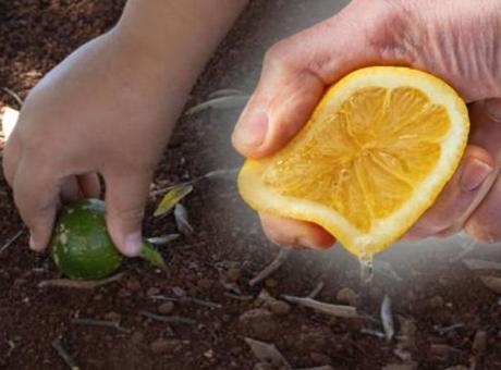 1 limonu kesip sıkın! Bitkilere güneş bile dokunamaz: Her hastalıktan koruyormuş