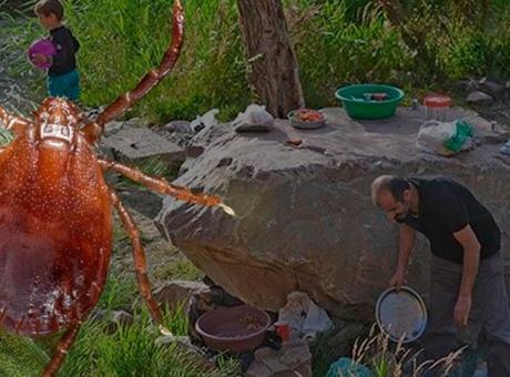 Çin’den gelen kene Türkiye’ye yerleşti! 2 yolla İstanbul’a girmiş: ‘Ter kokusunu seviyor’