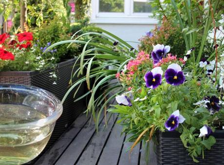 Balkon çiçekleri sonbahara dek açacak! Sarardıysa koparmak şart, saksı dibindeki sır