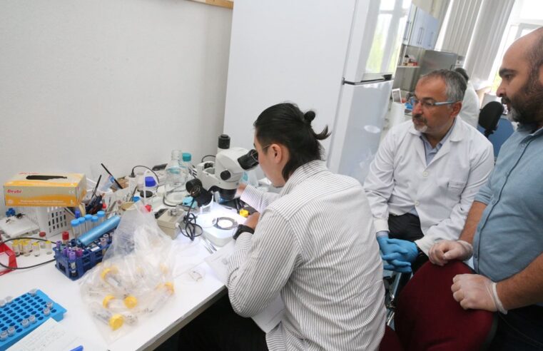 Türkiye’de yeni kene türü! Japon uzman uyardı: 30’dan fazla hastalık taşıyor