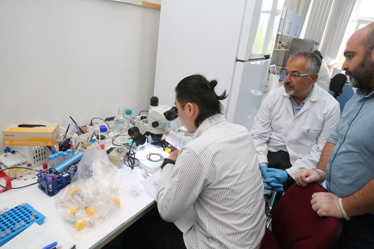 Türkiye’de yeni kene türü! Japon uzman uyardı: 30’dan fazla hastalık taşıyor