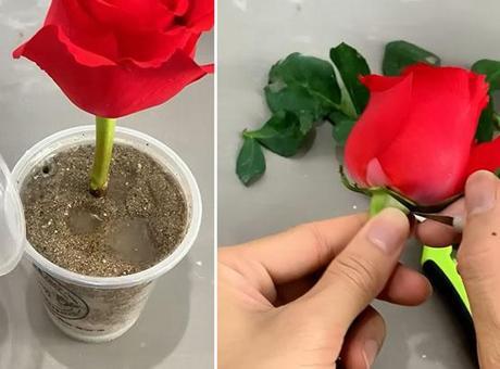 1 gecede goncayı gül yapan taktik! Patatesten gelen can suyu, asla solmayacak