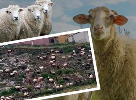 Trabzon’da koyunlar neden donup kaldı? Yağmur altında şaşırtan görüntü: ‘2 sebebi var’