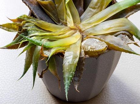 Aloe vera sünger gibiyse sebebi belli! En yaygın sulama hatası, içten çürütüyor