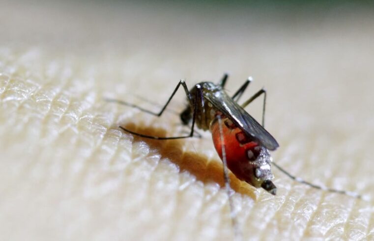 DSÖ’den “büyük salgın” uyarısı: Chikungunya virüsü hızla yayılıyor