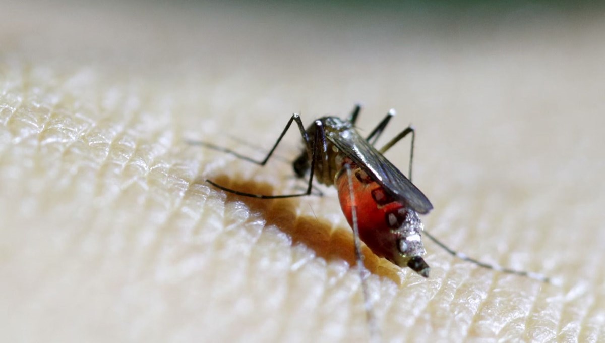 DSÖ’den “büyük salgın” uyarısı: Chikungunya virüsü hızla yayılıyor