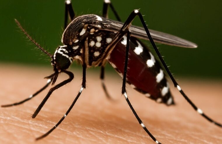 DSÖ “salgına dönüşebilir” uyarısında bulunmuştu: “Chikungunya” virüsü açıklaması