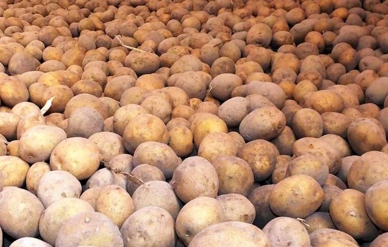 Patatesin sırrı çözüldü: Atalarından biri çok şaşırtacak
