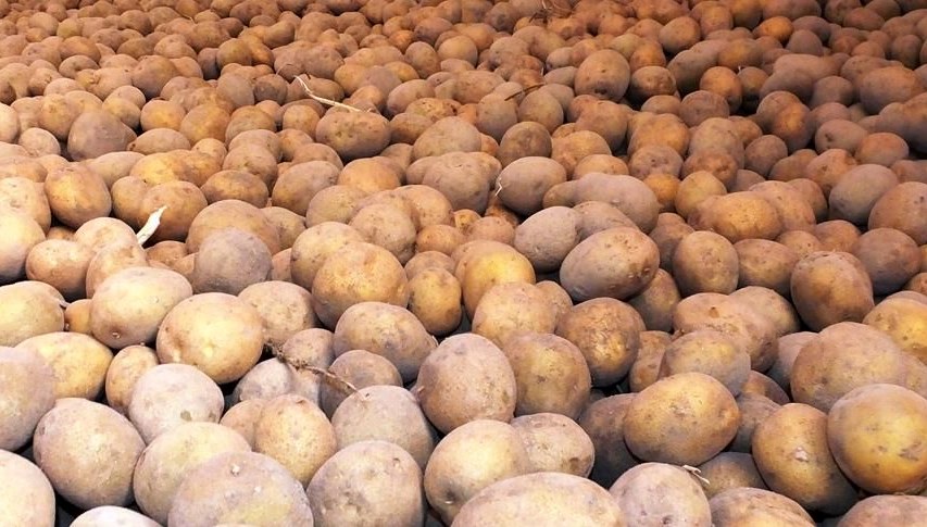 Patatesin sırrı çözüldü: Atalarından biri çok şaşırtacak