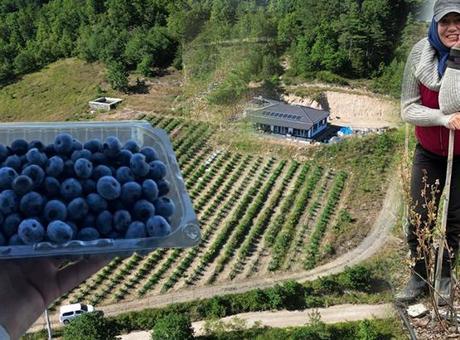 Sorduğu tek soruyla şehri terk etti! Hedefi fidan başına 1 kilo: ‘Doktorlar tavsiye ediyor’