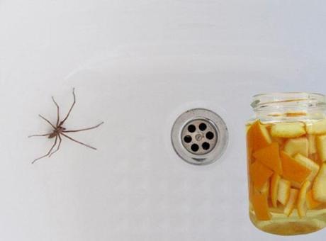 Banyodaki örümceklere elveda dedirtiyor! Kabuğunu sürüp bırakın, anında kaçacaklar