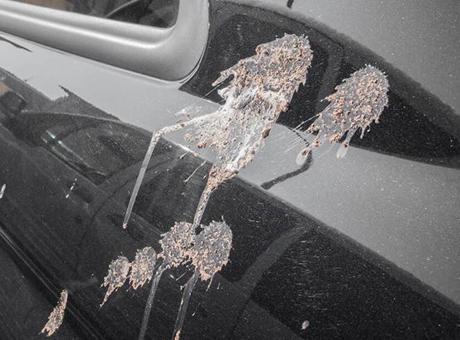 Arabaya yapışan kuş pisliğinitek hamlede söküyor! Meğer sırrı peçetedeymiş