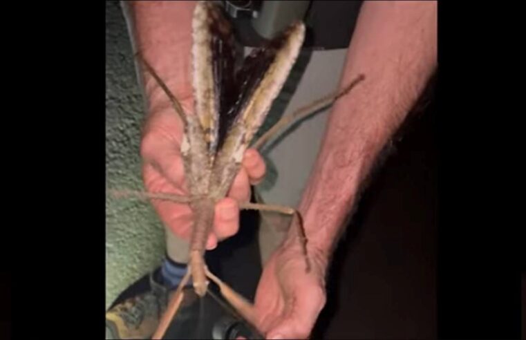 Avustralya’da keşfedildi: 44 gram çekirge