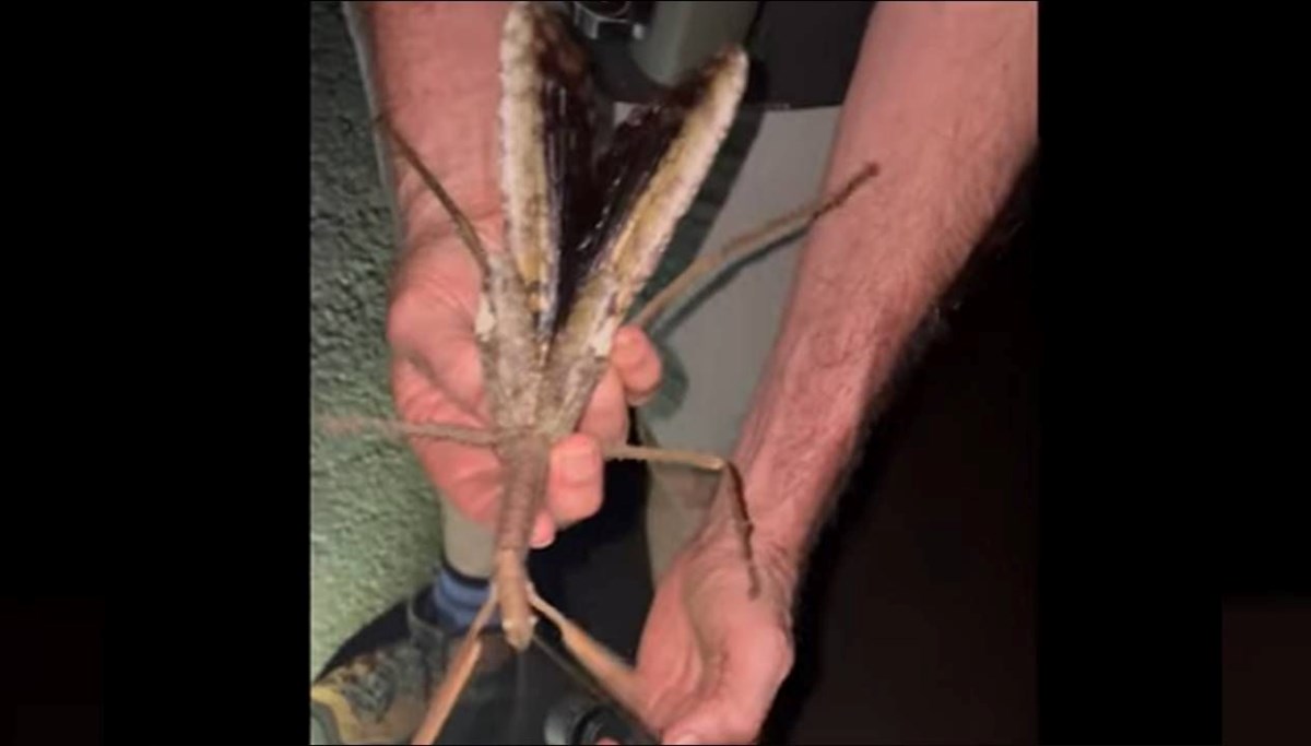 Avustralya’da keşfedildi: 44 gram çekirge